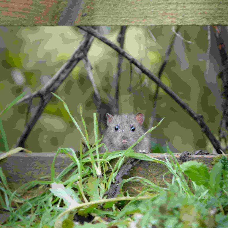 hantavirus_pandemia (1)